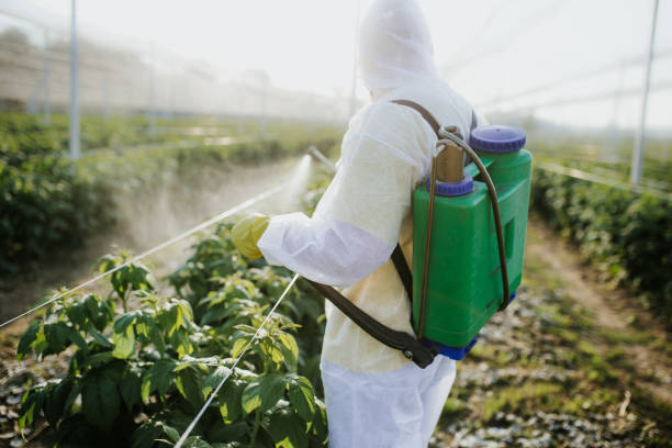 Trusted Stuart, VA Pest Control Experts